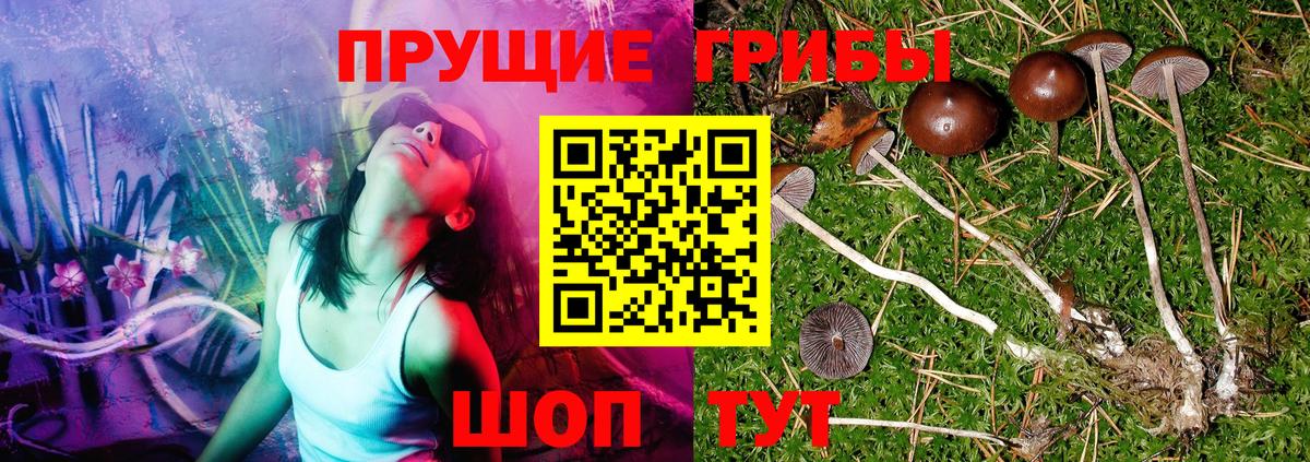 Галлюциногенные грибы Psilocybe  Вход с VPN  Новочеркасск 